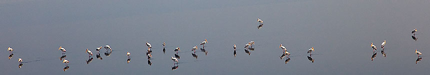 Birds on water