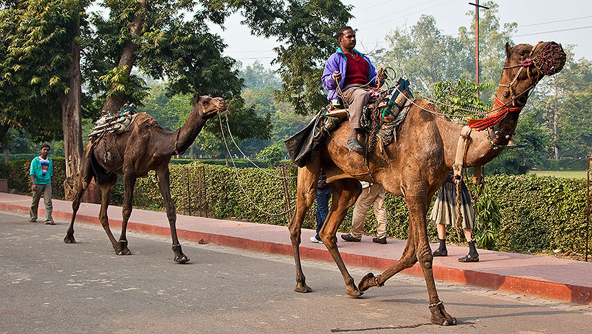 Camels