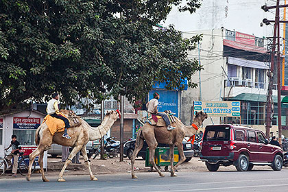 Camels