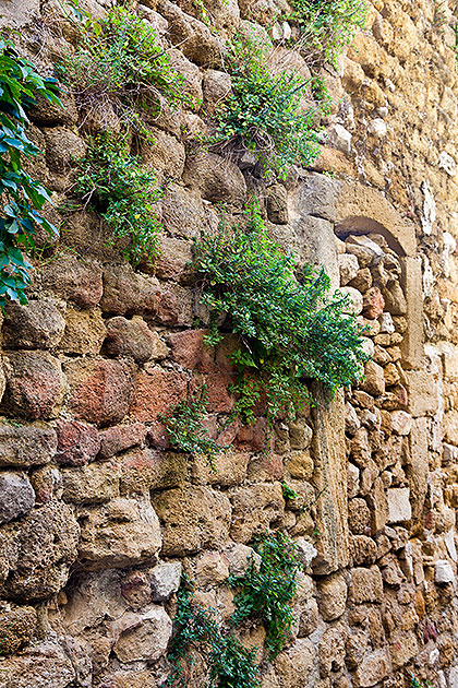 Leafy Wall