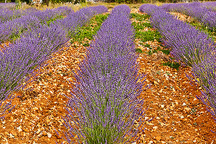 Lavender rows