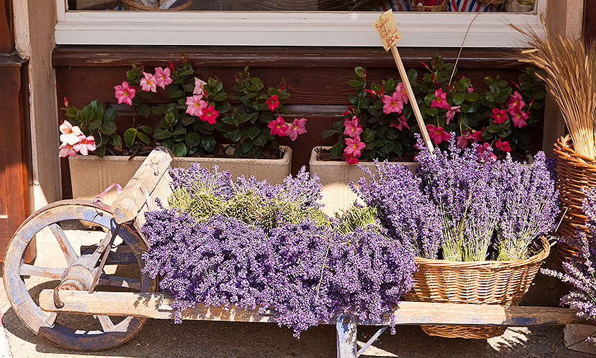 Lavender field