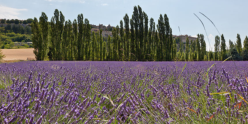 Lavender field