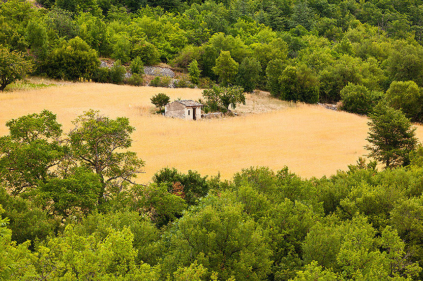 Lavender field