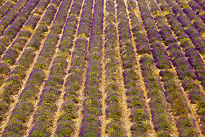 Lavender rows