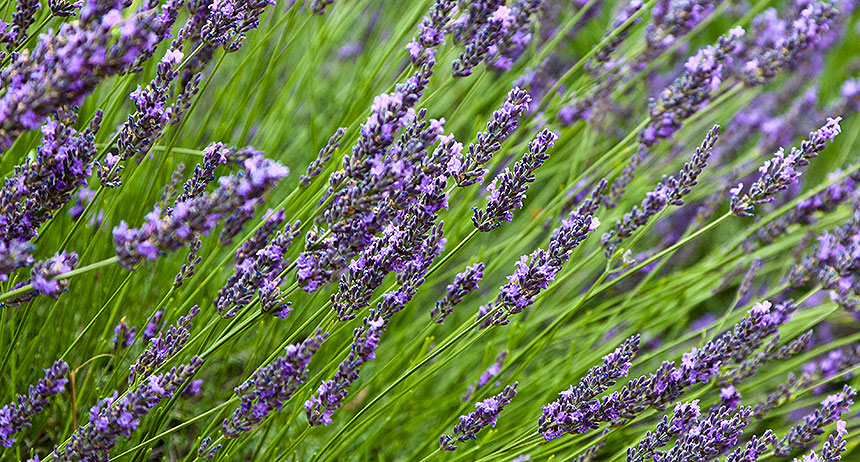 Lavender closeup