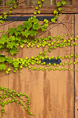 Ivy on door