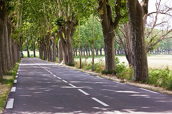 Tree-shaded highway