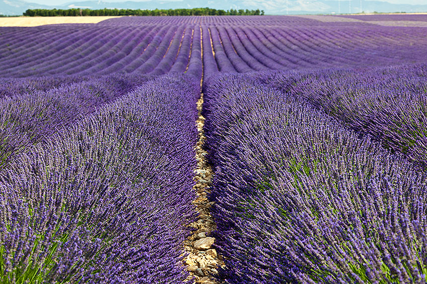 Lavender field