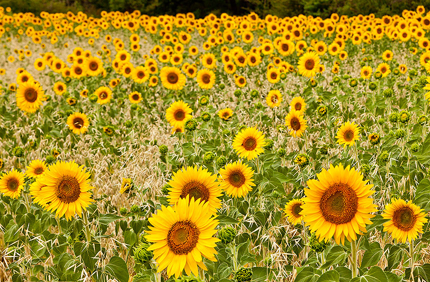 Sunflowers