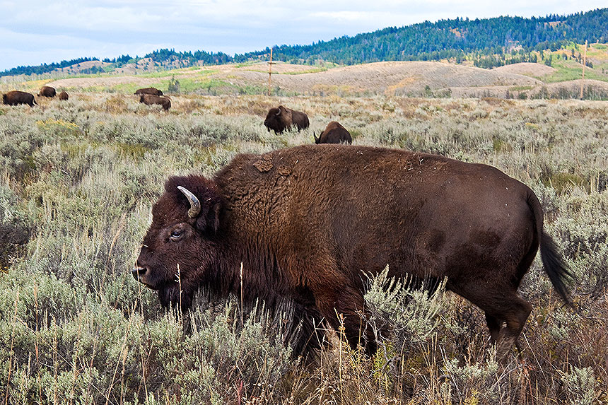 Bison