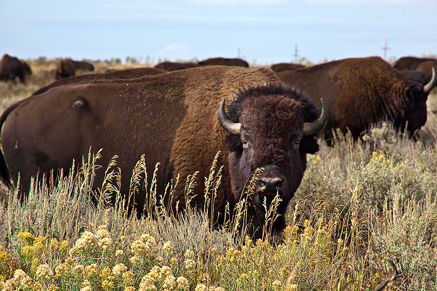 Bison