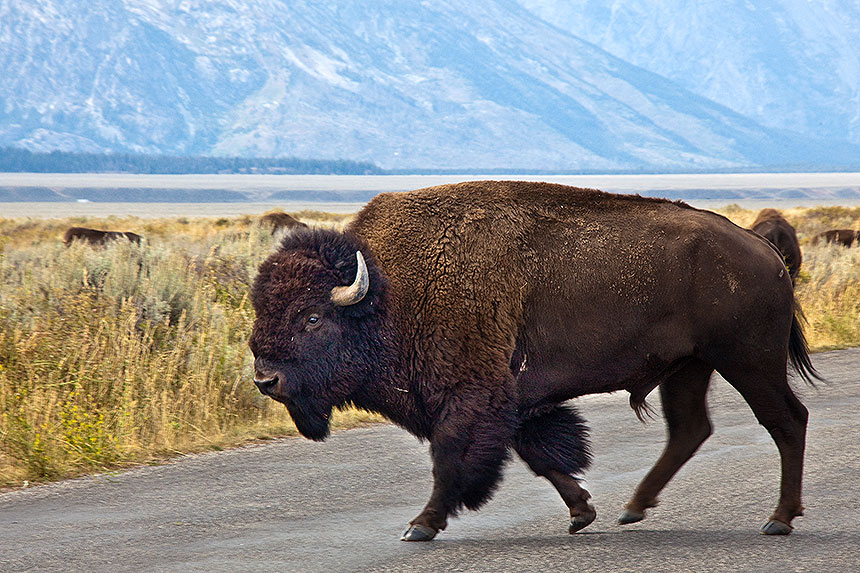 Bison