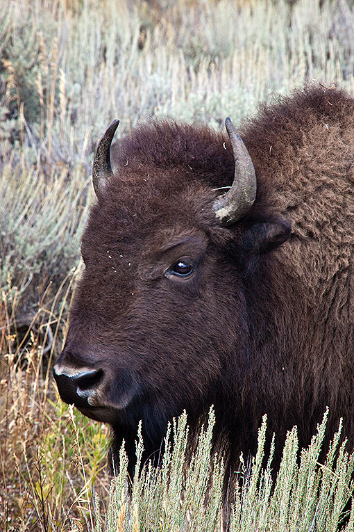 Bison