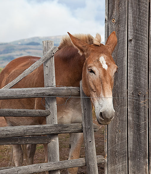 Horse