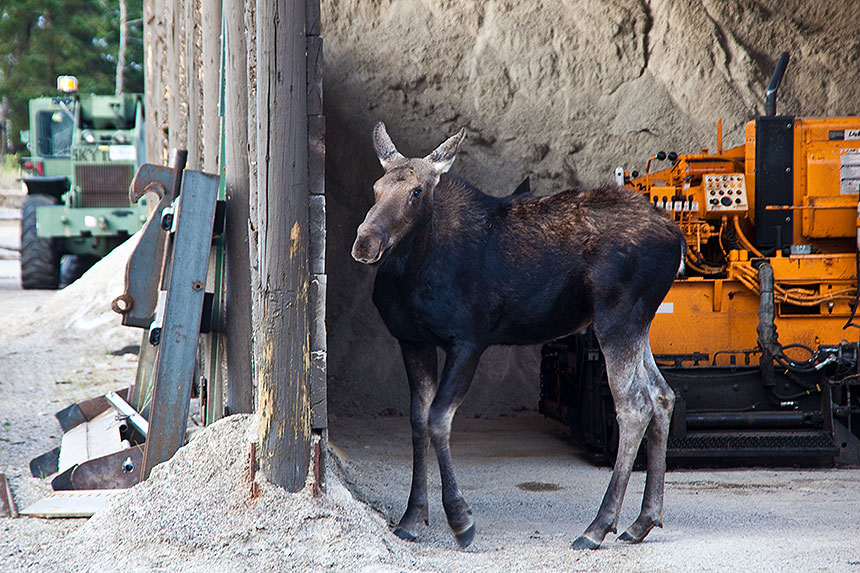 Baby moose