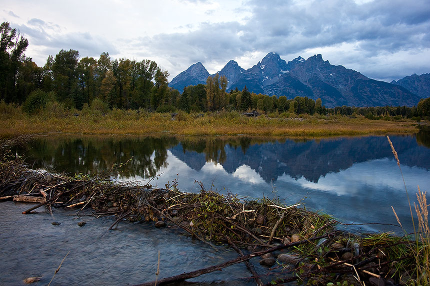 Beaver dam