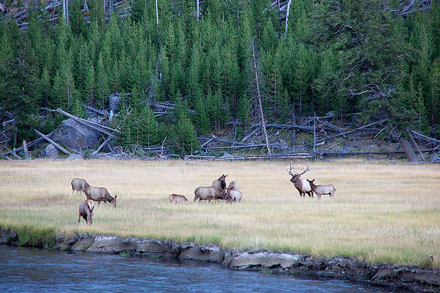 Elk