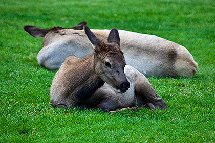 Elk