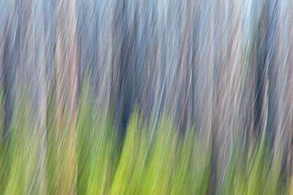 Blurred trees