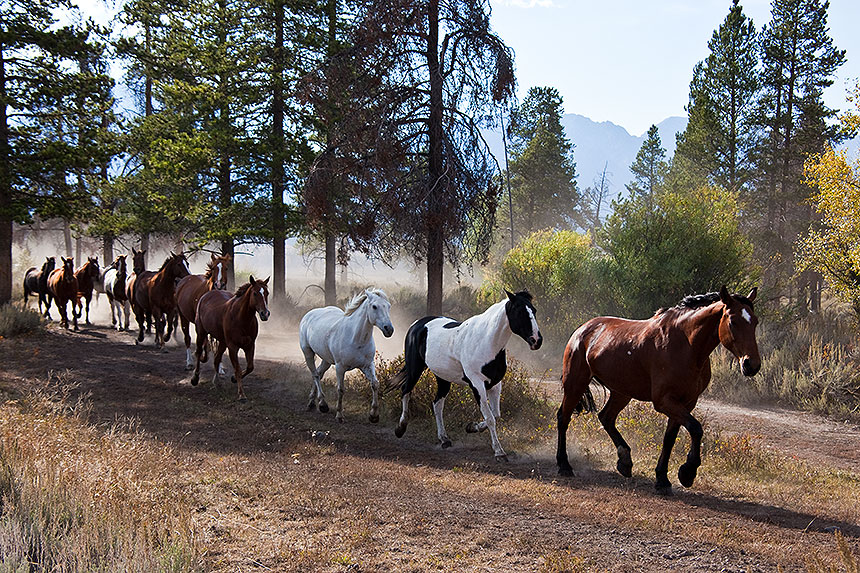 Horses running