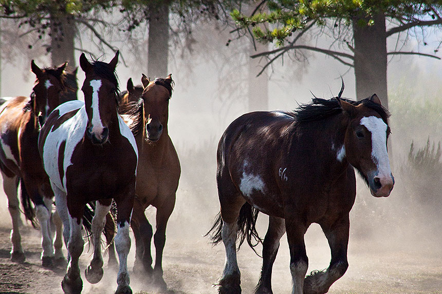 Horses running