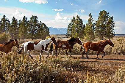 Horses running