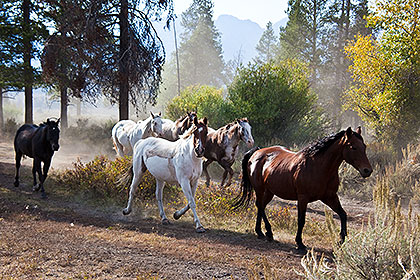 Horses running