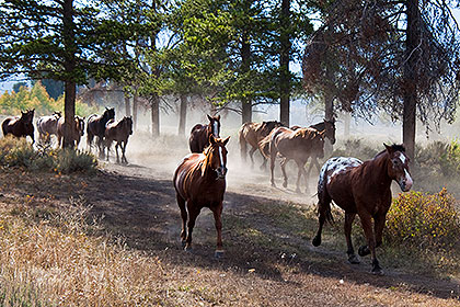 Horses running