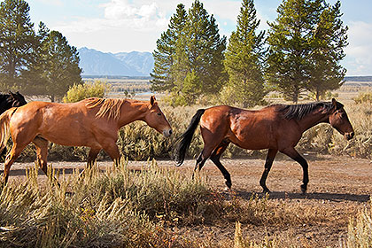 Horses running