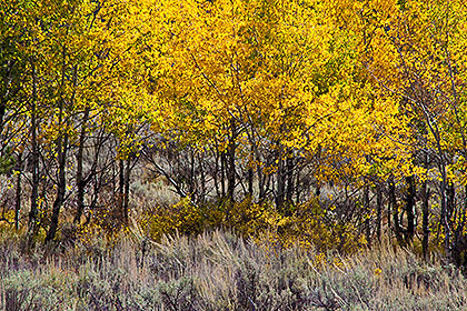 Autumn trees